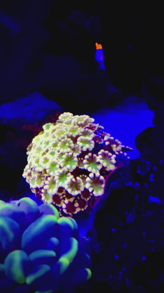 Alveopora Coral